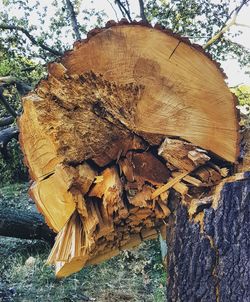 Close-up of tree trunk