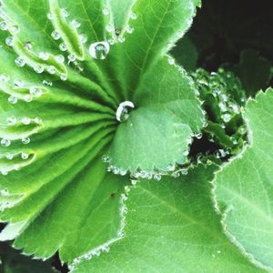 Full frame shot of green leaves