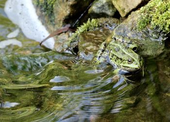 Close-up of turtle swimming in lake