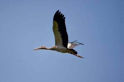 Low angle view of bird flying against clear blue sky