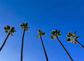 Low angle view of coconut palm trees against blue sky