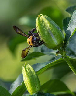 Close-up of bee pollinating flower