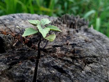 Close-up of young plant