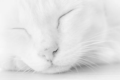 Close-up of cat sleeping