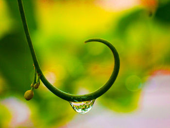 Close-up of raindrops on leaf