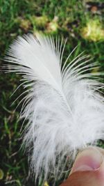 Close-up of dandelion