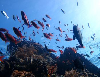 Flock of fish swimming in sea