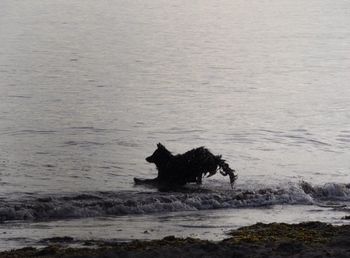 View of dog in water