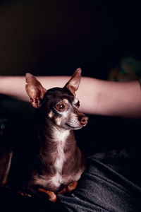 Close-up of dog sitting on hand