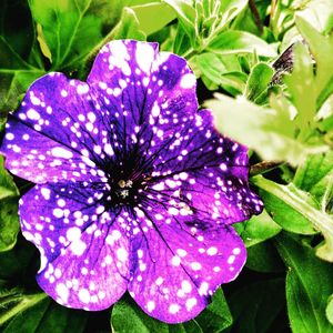 Close-up of purple flowering plant