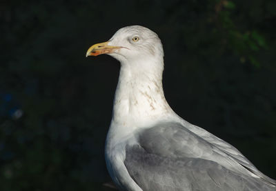 Close-up of bird