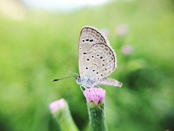 Close-up of butterfly perching on flower