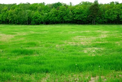 Trees on grassy field