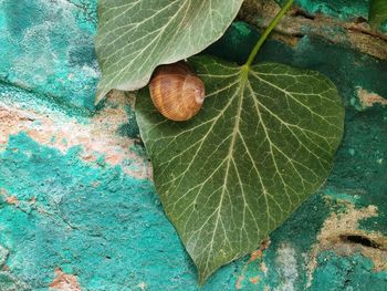 High angle view of green leaves on plant