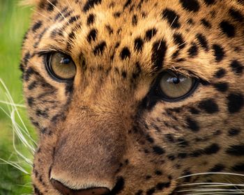 Close-up portrait of a leopard 