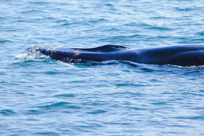 View of whale swimming in sea