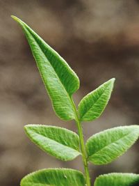 Close-up of plant leaves