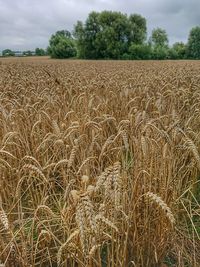 Scenic view of wheat field against sky