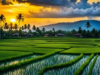 Scenic view of agricultural field against sky during sunset