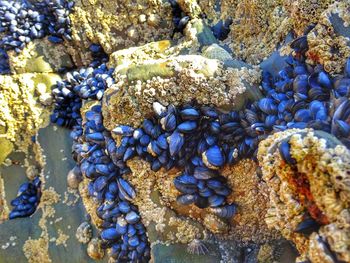 View of coral in sea