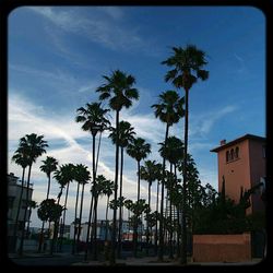 Palm trees against cloudy sky