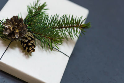 Close-up of cactus plant