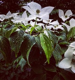 Close-up of water drops on plant