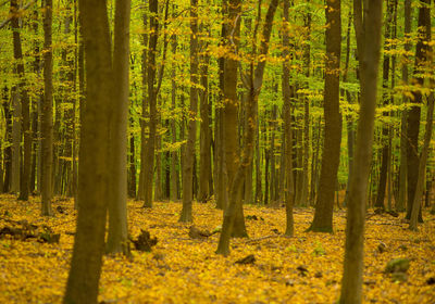 Pine trees in forest during autumn