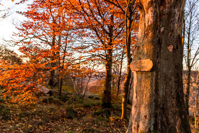 Trees against sky during autumn