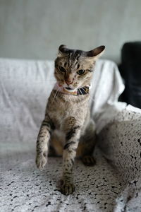 Portrait of cat sitting