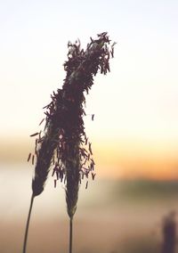 Close-up of plant against blurred background