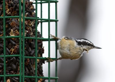 Close-up of bird perching on feeder