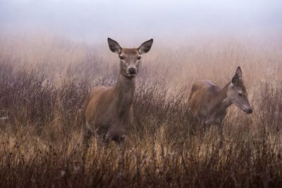 Deer on grassy field during foggy weather