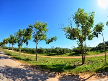 Trees on field against clear blue sky