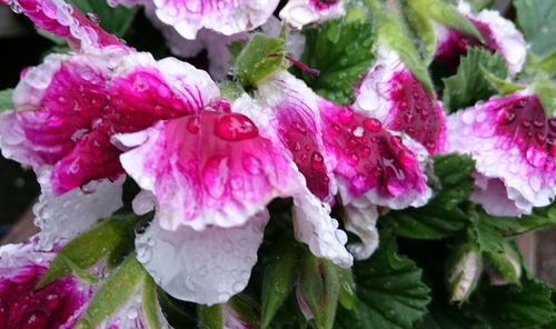 Close-up of pink flowers