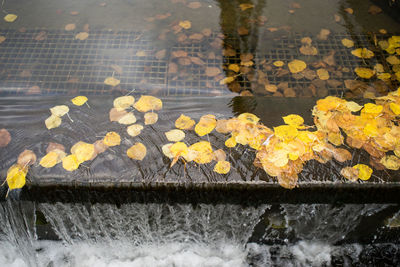 Yellow leaves in water