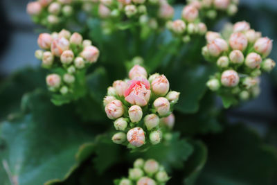 Tiny buds on a pink kalanchoe plant about to bloom