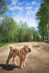 Dog standing in a horse