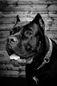 Close-up of a dog looking away