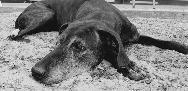 Close-up of dog lying on land