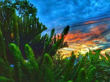 Low angle view of trees against sky during sunset