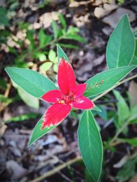 Close-up of flower blooming outdoors