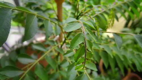 Close-up of leaves