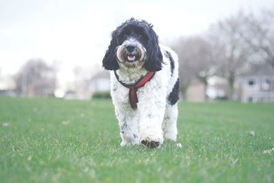 Portrait of dog on field