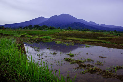 View of rice fields with blue mountains on a cloudy day in north bengkulu, indonesia