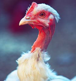 Close-up of a bird