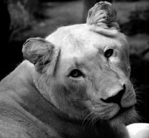 Close-up of lion at zoo 