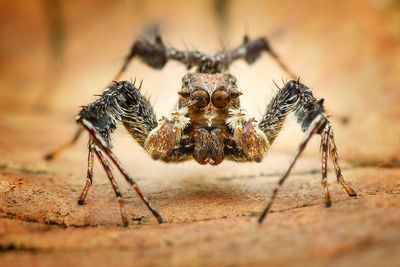 Close-up of spider