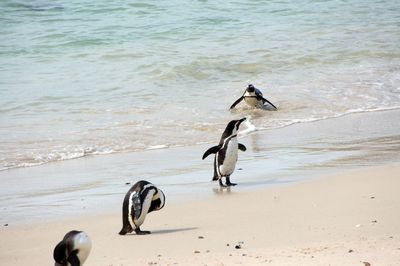 High angle view of bird on beach