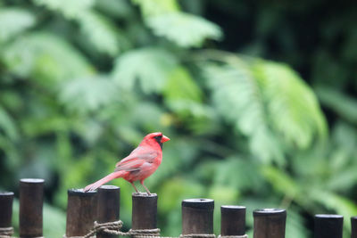 Bird perching on wooden post